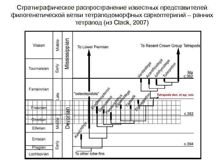 Стратиграфическое распространение известных представителей филогенетической ветви тетраподоморфных саркоптеригий – ранних тетрапод (из Clack, 2007)