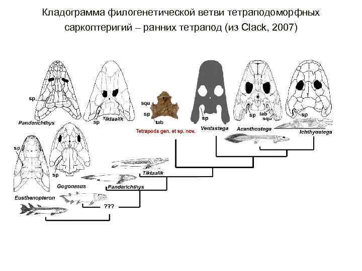 Кладограмма филогенетической ветви тетраподоморфных саркоптеригий – ранних тетрапод (из Clack, 2007) 