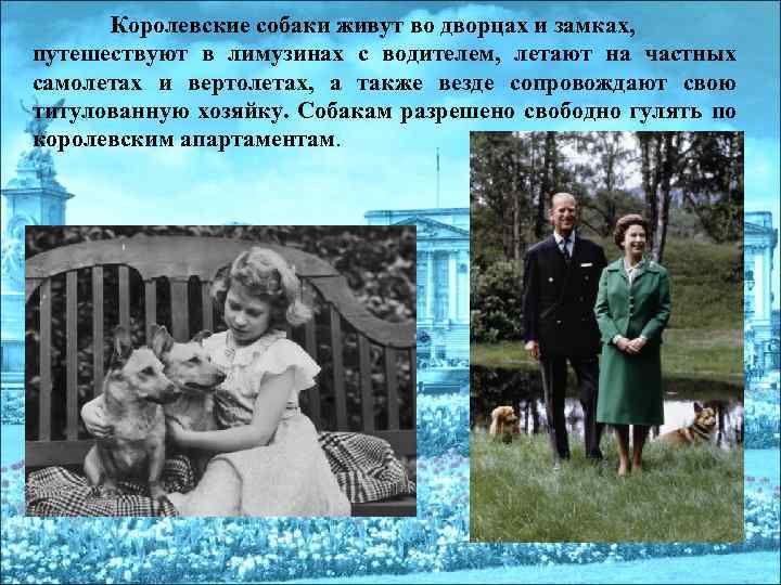 Королевские собаки живут во дворцах и замках, путешествуют в лимузинах с водителем, летают на