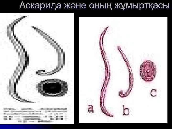 Аскарида және оның жұмыртқасы 