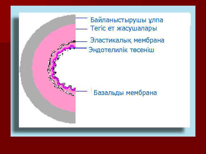 Байланыстырушы ұлпа Тегіс ет жасушалары Эластикалық мембрана Эндотелилік төсеніш Базальды мембрана 