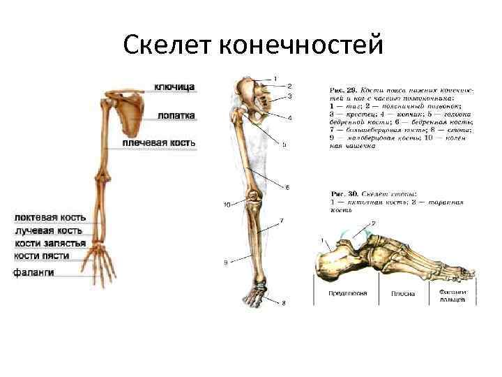 Скелет конечностей 