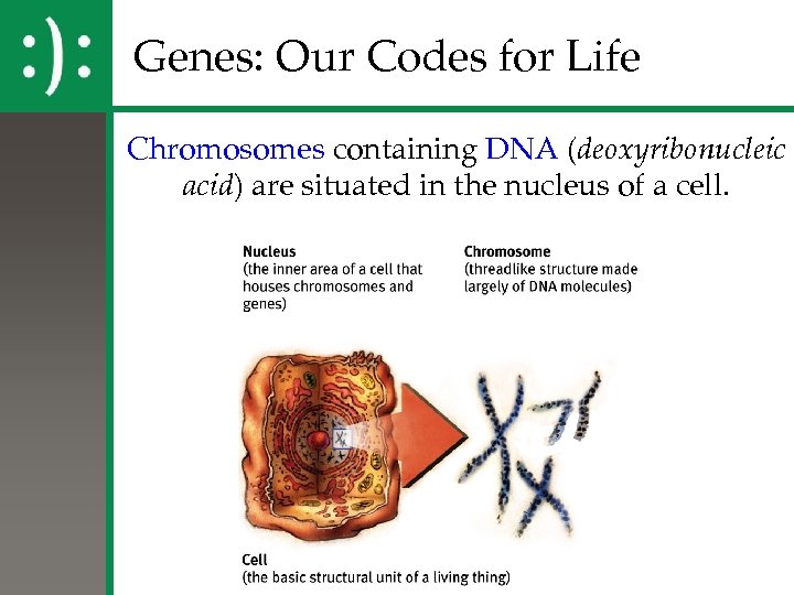 Genes: Our Codes for Life Chromosomes containing DNA (deoxyribonucleic acid) are situated in the