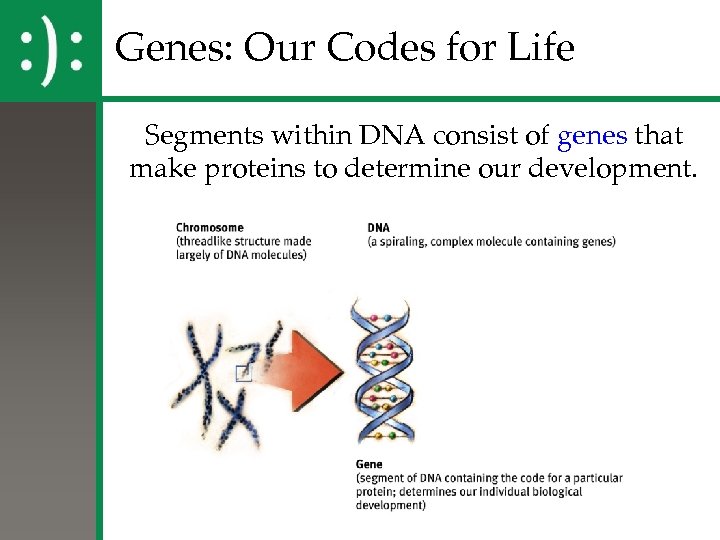 Genes: Our Codes for Life Segments within DNA consist of genes that make proteins