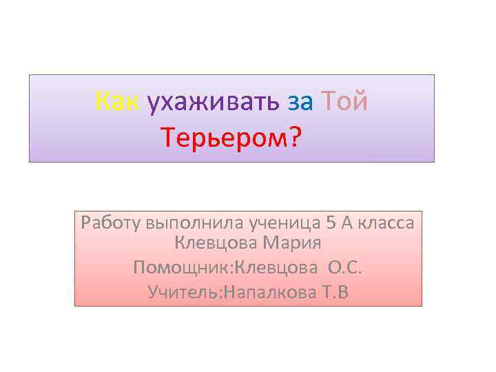 Как ухаживать за Той Терьером? Работу выполнила ученица 5 А класса Клевцова Мария Помощник: