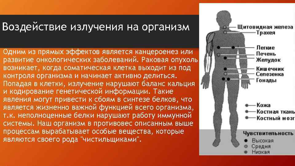 Воздействие излучения на организм • Одним из прямых эффектов является канцероенез или развитие онкологических