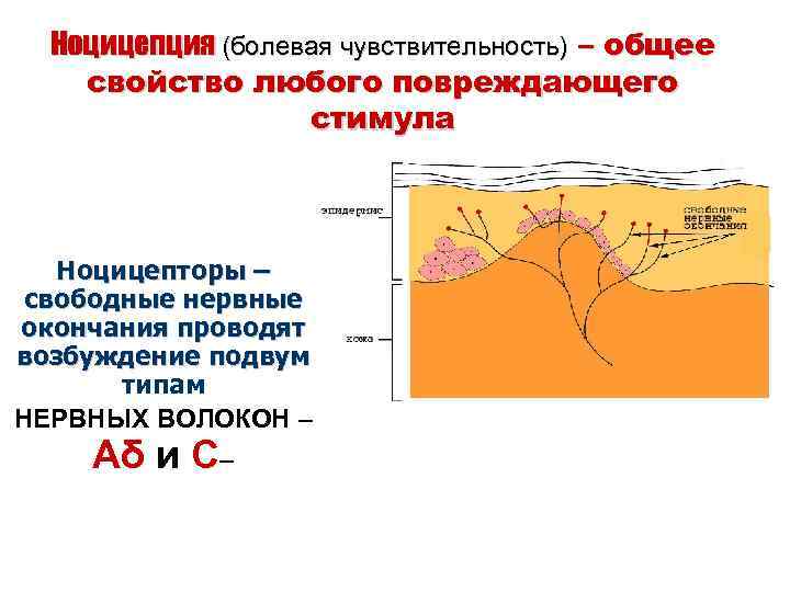 Ноцицепция (болевая чувствительность) – общее свойство любого повреждающего стимула Ноцицепторы – свободные нервные окончания