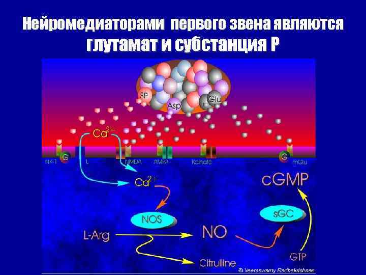 Нейромедиаторами первого звена являются глутамат и субстанция Р 