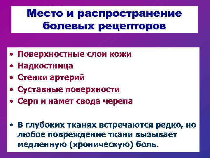 Место и распространение болевых рецепторов • • • Поверхностные слои кожи Надкостница Стенки артерий