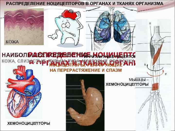 РАСПРЕДЕЛЕНИЕ НОЦИЦЕПТОРОВ В ОРГАНАХ И ТКАНЯХ ОРГАНИЗМА КОЖА РАСПРЕДЕЛЕНИЕ НАИБОЛЬШЕЕ КОЛИЧЕСТВО: НОЦИЦЕПТОРОВ ИРРИТАНТНЫЕ РЕЦЕПТОРЫ