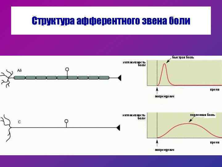 Конспекты лекции физиология