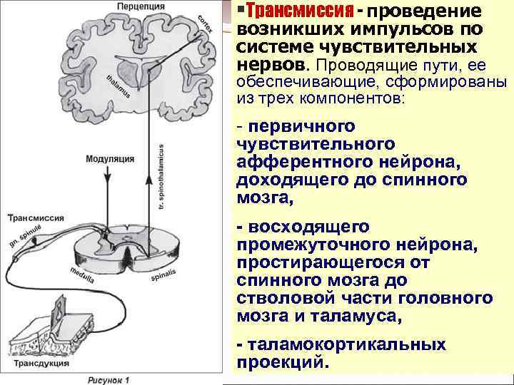 §Трансмиссия - проведение возникших импульсов по системе чувствительных нервов. Проводящие пути, ее обеспечивающие, сформированы
