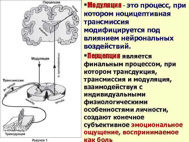 §Модуляция - это процесс, при котором ноцицептивная трансмиссия модифицируется под влиянием нейрональных воздействий. §Перцепция