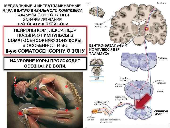 МЕДИАЛЬНЫЕ И ИНТРАТЛАМИНАРНЫЕ ЯДРА ВЕНТРО-БАЗАЛЬНОГО КОМПЛЕКСА ТАЛАМУСА ОТВЕТСТВЕННЫ ПЕРВОЕ ЗА ФОРМИРОВАНИЕЗВЕНО, ЦЕНТРАЛЬНОЕ ВОСПРИНИМАЮЩЕЕ ИМПУЛЬСАЦИЮ