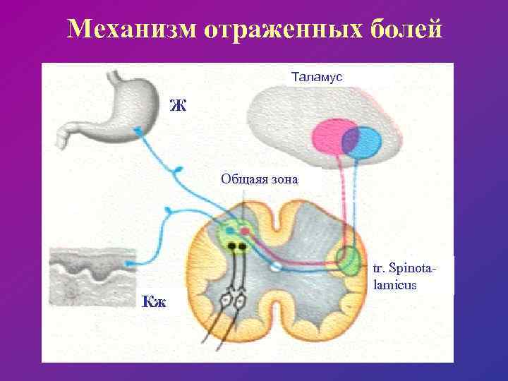 Механизм отраженных болей Таламус Ж Общаяя зона Общая зона О б щ Кж tr.