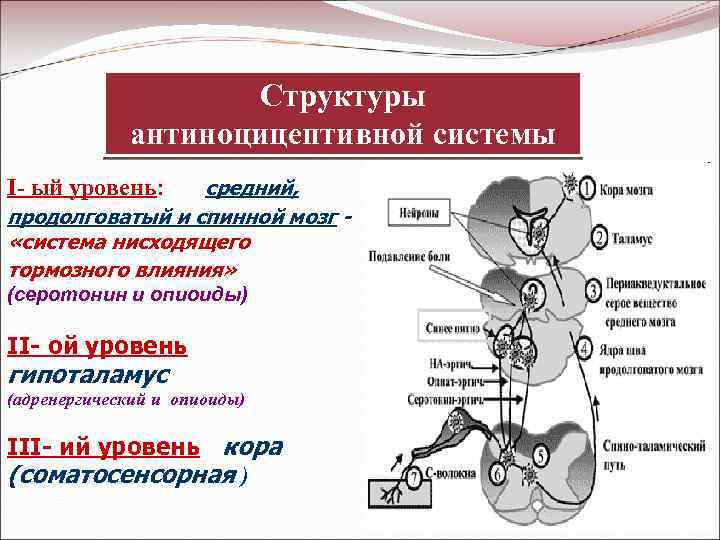 Антиноцицептивная система презентация