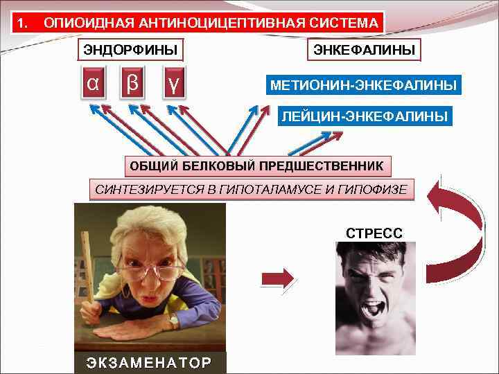 1. ОПИОИДНАЯ АНТИНОЦИЦЕПТИВНАЯ СИСТЕМА ЭНДОРФИНЫ α β γ ЭНКЕФАЛИНЫ МЕТИОНИН-ЭНКЕФАЛИНЫ ЛЕЙЦИН-ЭНКЕФАЛИНЫ ОБЩИЙ БЕЛКОВЫЙ ПРЕДШЕСТВЕННИК