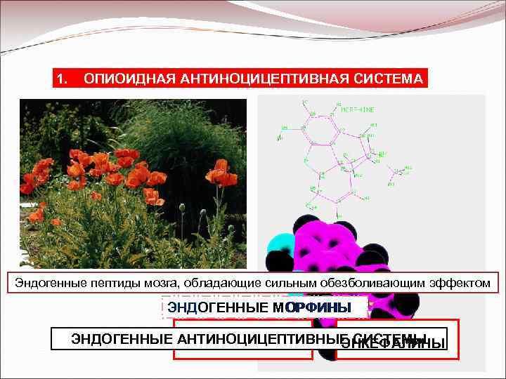 1. ОПИОИДНАЯ АНТИНОЦИЦЕПТИВНАЯ СИСТЕМА Эндогенные пептиды мозга, обладающие сильным обезболивающим эффектом ЭНД ОРФИНЫ ЭНДОГЕННЫЕ