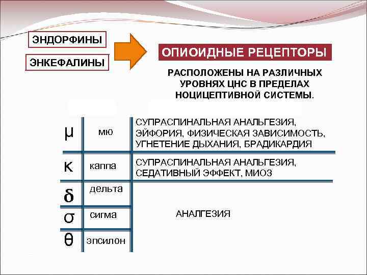 ЭНДОРФИНЫ ЭНКЕФАЛИНЫ ПОДТИП μ мю κ каппа δ σ θ ОПИОИДНЫЕ РЕЦЕПТОРЫ РАСПОЛОЖЕНЫ НА