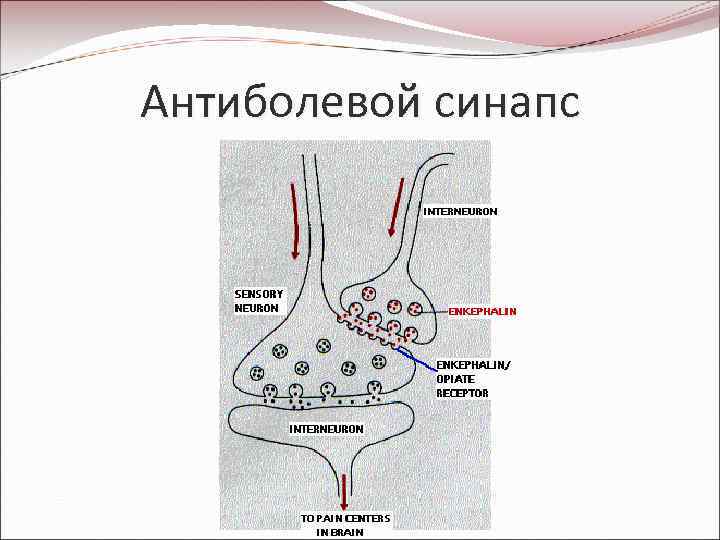 Антиболевой синапс 