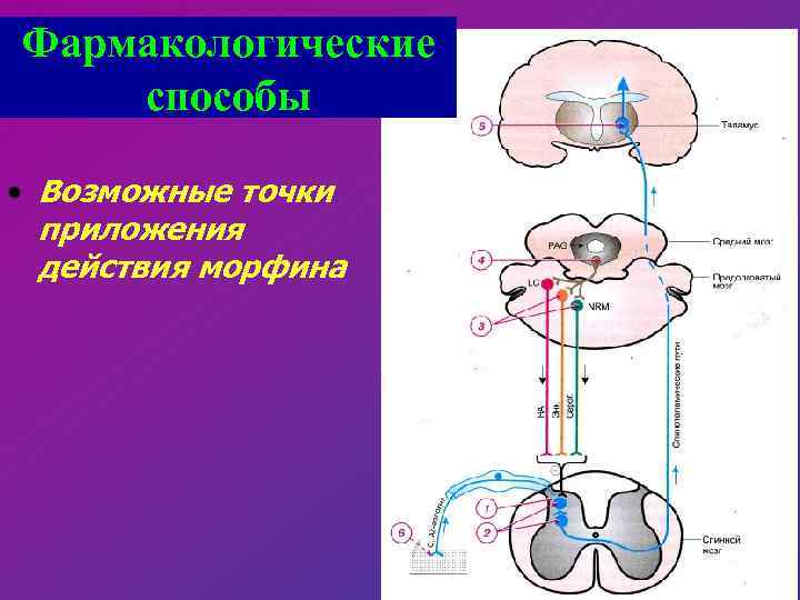 Фармакологические способы • Возможные точки приложения действия морфина 