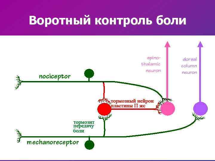 Воротный контроль боли 