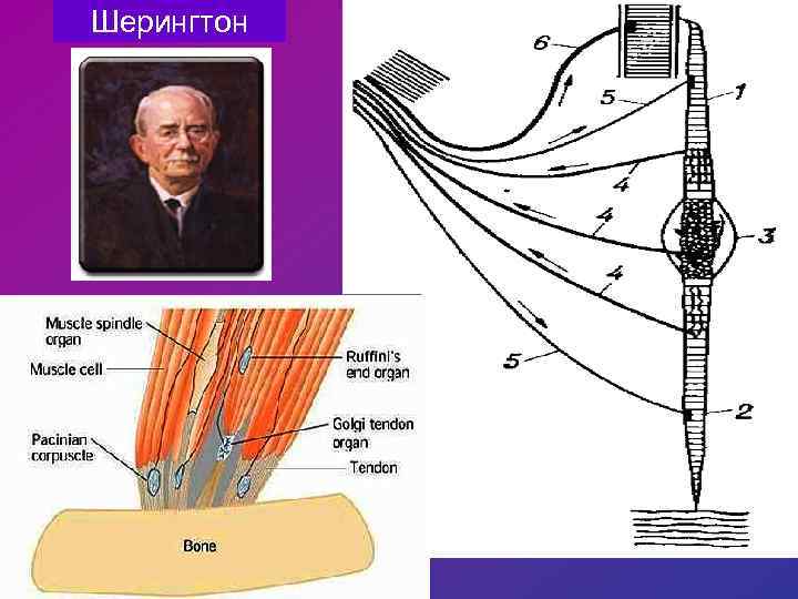 Шерингтон 