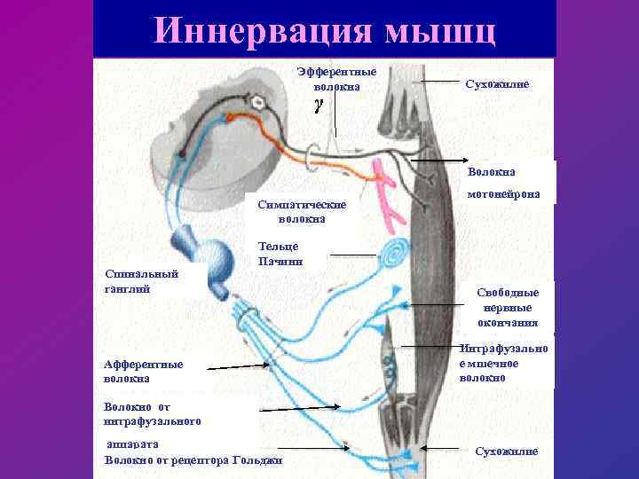 Иннервация это простыми. Схема иннервации скелетной мышцы. Эфферентная иннервация.