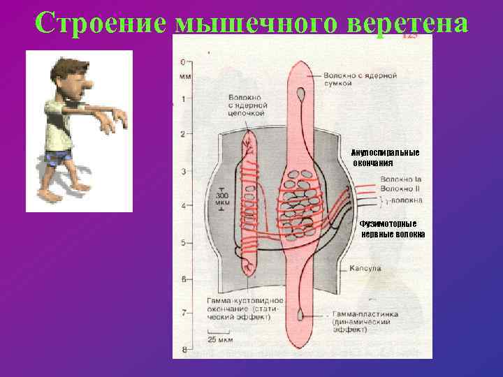 Строение мышечного веретена Анулоспиральные окончания Фузимоторные нервные волокна 