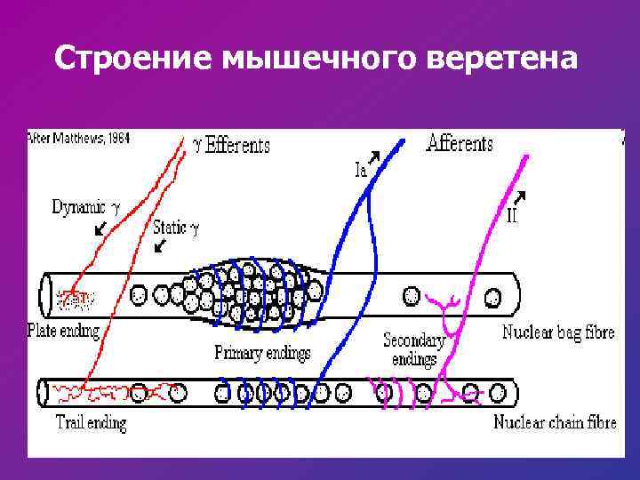 Строение мышечного веретена 