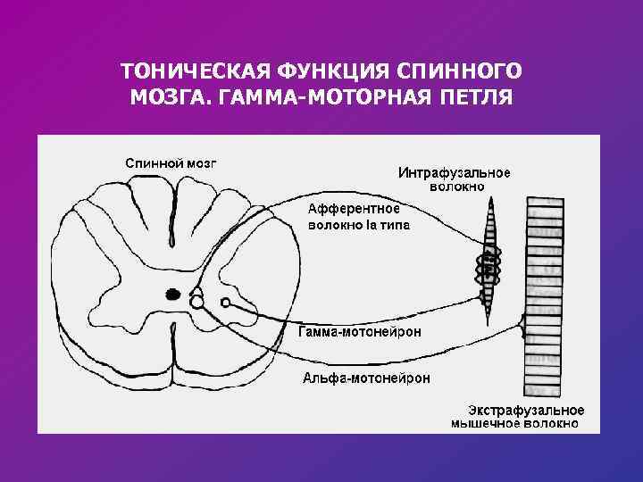 Спинной и головной мозг тест 8 класс. Тоническая функция спинного мозга. Функции спинного мозга схема. Гамма моторная петля. Гамма петля нормальная физиология.