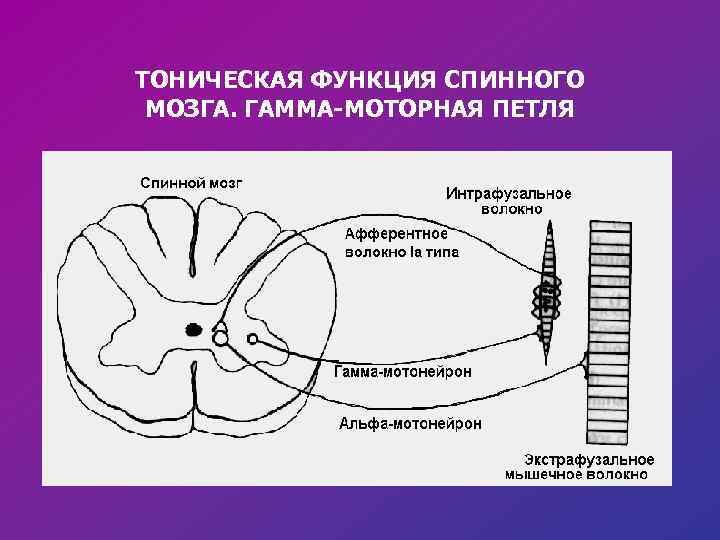 ТОНИЧЕСКАЯ ФУНКЦИЯ СПИННОГО МОЗГА. ГАММА-МОТОРНАЯ ПЕТЛЯ 