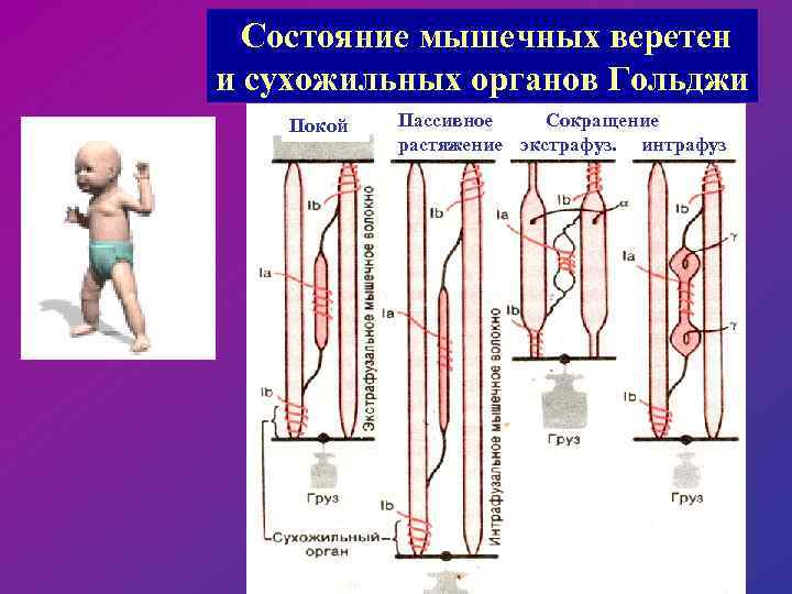 Состояние мышечных веретен и сухожильных органов Гольджи Покой Пассивное Сокращение растяжение экстрафуз. интрафуз 