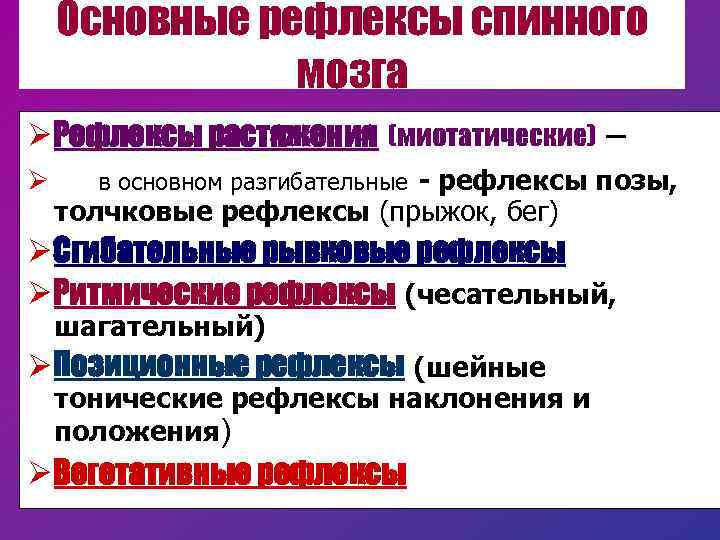 Основные рефлексы спинного мозга Ø Рефлексы растяжения (миотатические) – Ø в основном разгибательные -