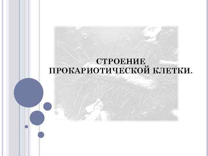 СТРОЕНИЕ ПРОКАРИОТИЧЕСКОЙ КЛЕТКИ. 