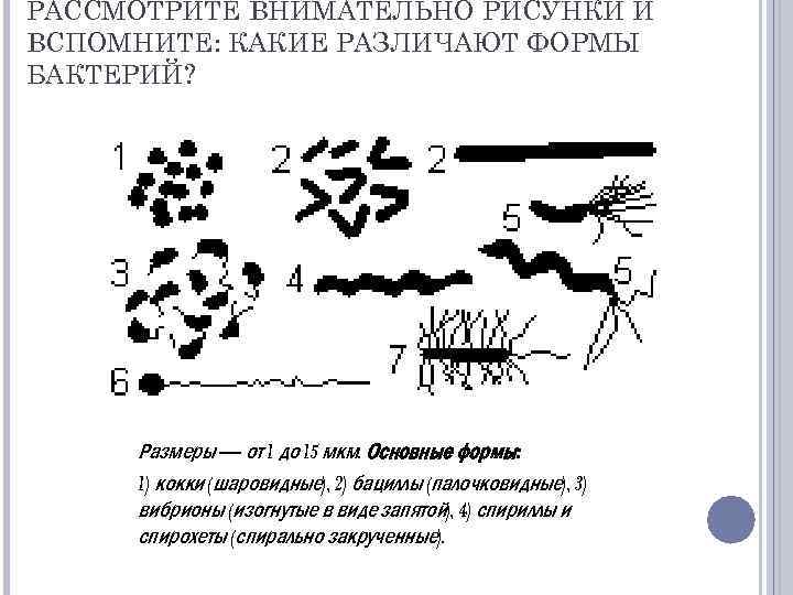 РАССМОТРИТЕ ВНИМАТЕЛЬНО РИСУНКИ И ВСПОМНИТЕ: КАКИЕ РАЗЛИЧАЮТ ФОРМЫ БАКТЕРИЙ? Размеры — от 1 до