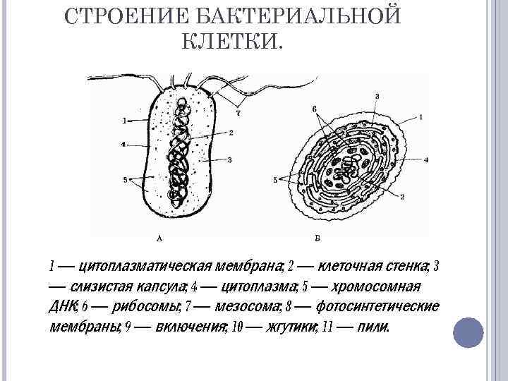 Опишите строение бактериальной клетки. Слизистая капсула Прокариотическая клетка. Бактериальная клетка строение слизистая капсула. 1. Строение бактериальной клетки. Цитоплазматическая структура бактериальной клетки.