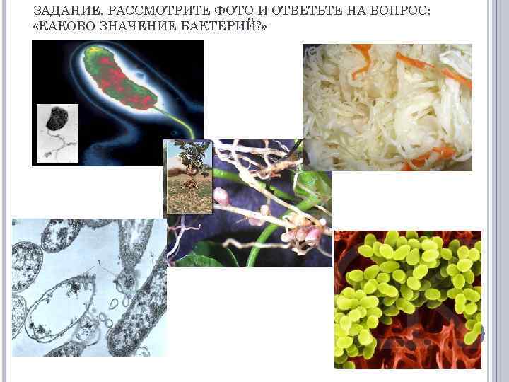 ЗАДАНИЕ. РАССМОТРИТЕ ФОТО И ОТВЕТЬТЕ НА ВОПРОС: «КАКОВО ЗНАЧЕНИЕ БАКТЕРИЙ? » 