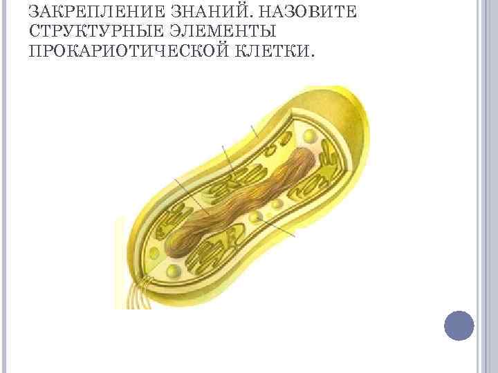 ЗАКРЕПЛЕНИЕ ЗНАНИЙ. НАЗОВИТЕ СТРУКТУРНЫЕ ЭЛЕМЕНТЫ ПРОКАРИОТИЧЕСКОЙ КЛЕТКИ. 