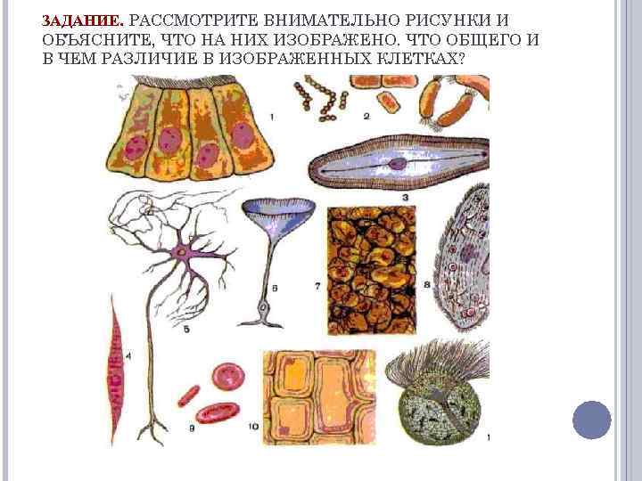 ЗАДАНИЕ. РАССМОТРИТЕ ВНИМАТЕЛЬНО РИСУНКИ И ОБЪЯСНИТЕ, ЧТО НА НИХ ИЗОБРАЖЕНО. ЧТО ОБЩЕГО И В