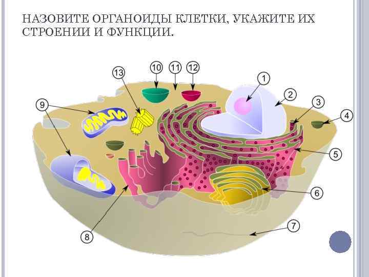 НАЗОВИТЕ ОРГАНОИДЫ КЛЕТКИ, УКАЖИТЕ ИХ СТРОЕНИИ И ФУНКЦИИ. 