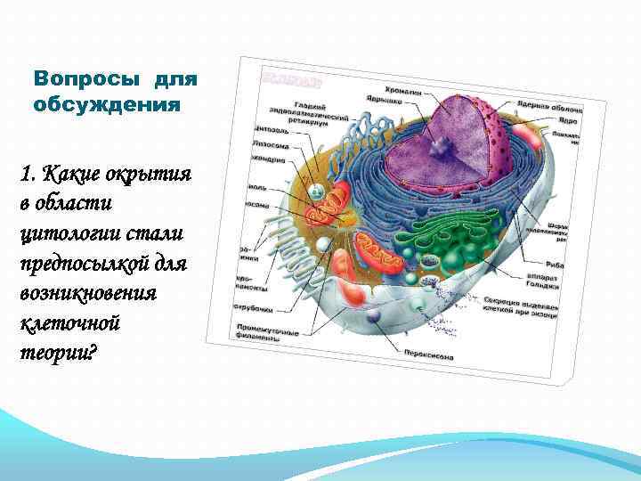 Вопросы для обсуждения 1. Какие окрытия в области цитологии стали предпосылкой для возникновения клеточной