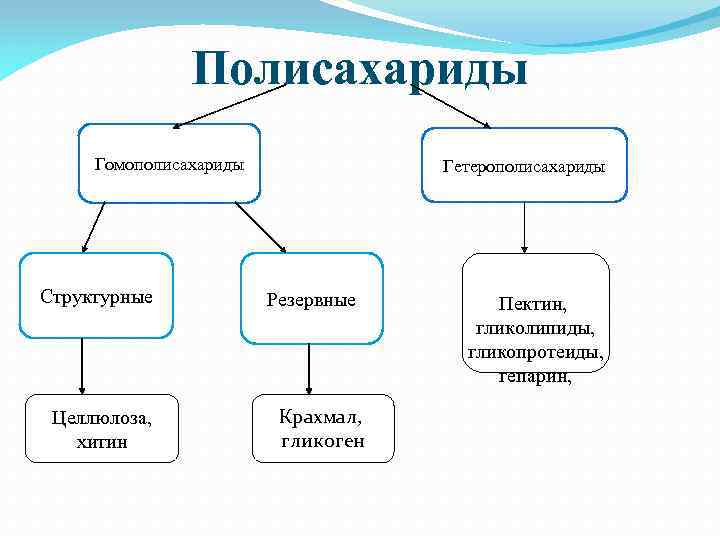 Полисахариды Гомополисахариды Структурные Целлюлоза, хитин Гетерополисахариды Резервные Крахмал, гликоген Пектин, гликолипиды, гликопротеиды, гепарин, 