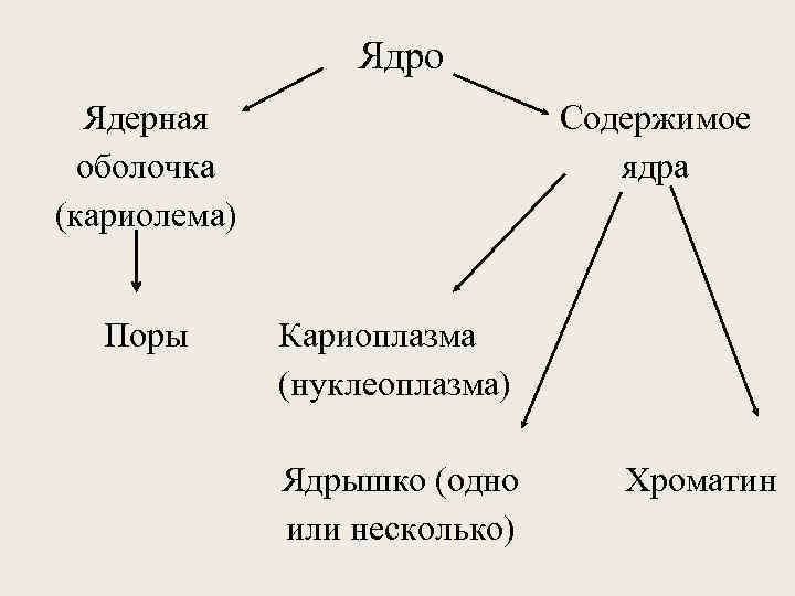 Ядро Ядерная оболочка (кариолема) Поры Содержимое ядра Кариоплазма (нуклеоплазма) Ядрышко (одно или несколько) Хроматин