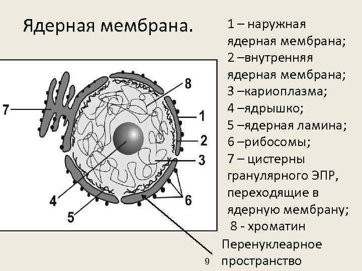 Ядерная мембрана. 9 1 – наружная ядерная мембрана; 2 –внутренняя ядерная мембрана; 3 –кариоплазма;