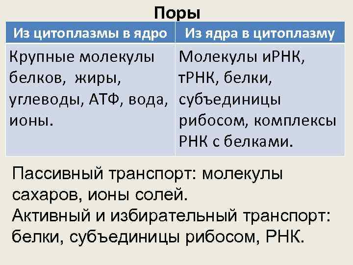 Поры Из цитоплазмы в ядро Из ядра в цитоплазму Крупные молекулы белков, жиры, углеводы,