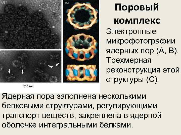 Поровый комплекс Электронные микрофотографии ядерных пор (А, В). Трехмерная реконструкция этой структуры (С) Ядерная