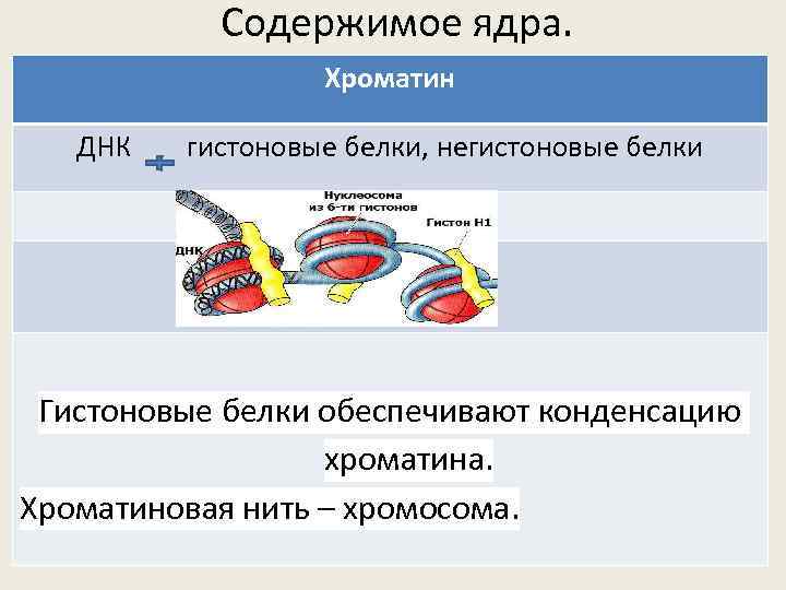 Содержимое ядра. Хроматин ДНК гистоновые белки, негистоновые белки Гистоновые белки обеспечивают конденсацию хроматина. Хроматиновая
