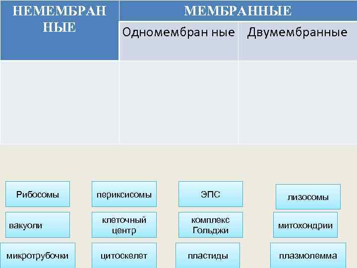 НЕМЕМБРАН НЫЕ Рибосомы МЕМБРАННЫЕ Одномембран ные Двумембранные периксисомы ЭПС вакуоли клеточный центр комплекс Гольджи