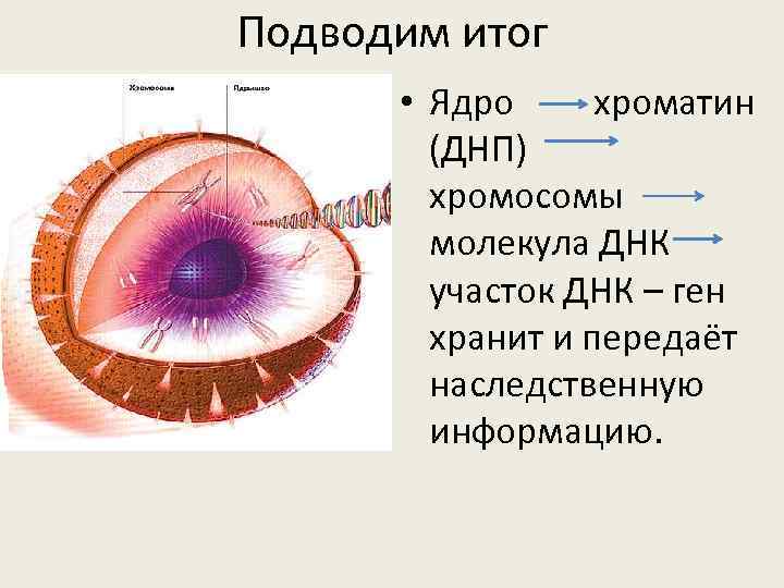 Подводим итог • Ядро хроматин (ДНП) хромосомы молекула ДНК участок ДНК – ген хранит